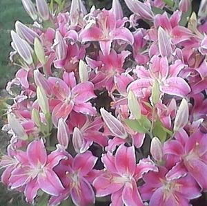 Meet your Posher, Mary